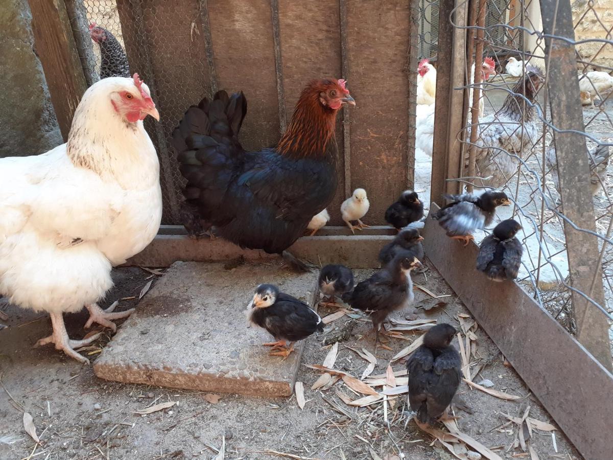 Gite De Leonie Moulin De Tartay En Авиньон Екстериор снимка